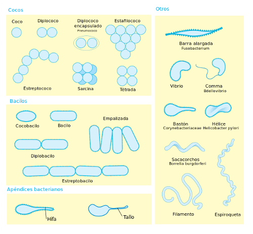 Bacterial morphoolgy diagram